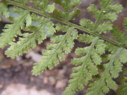 Image of Plummer's cliff fern