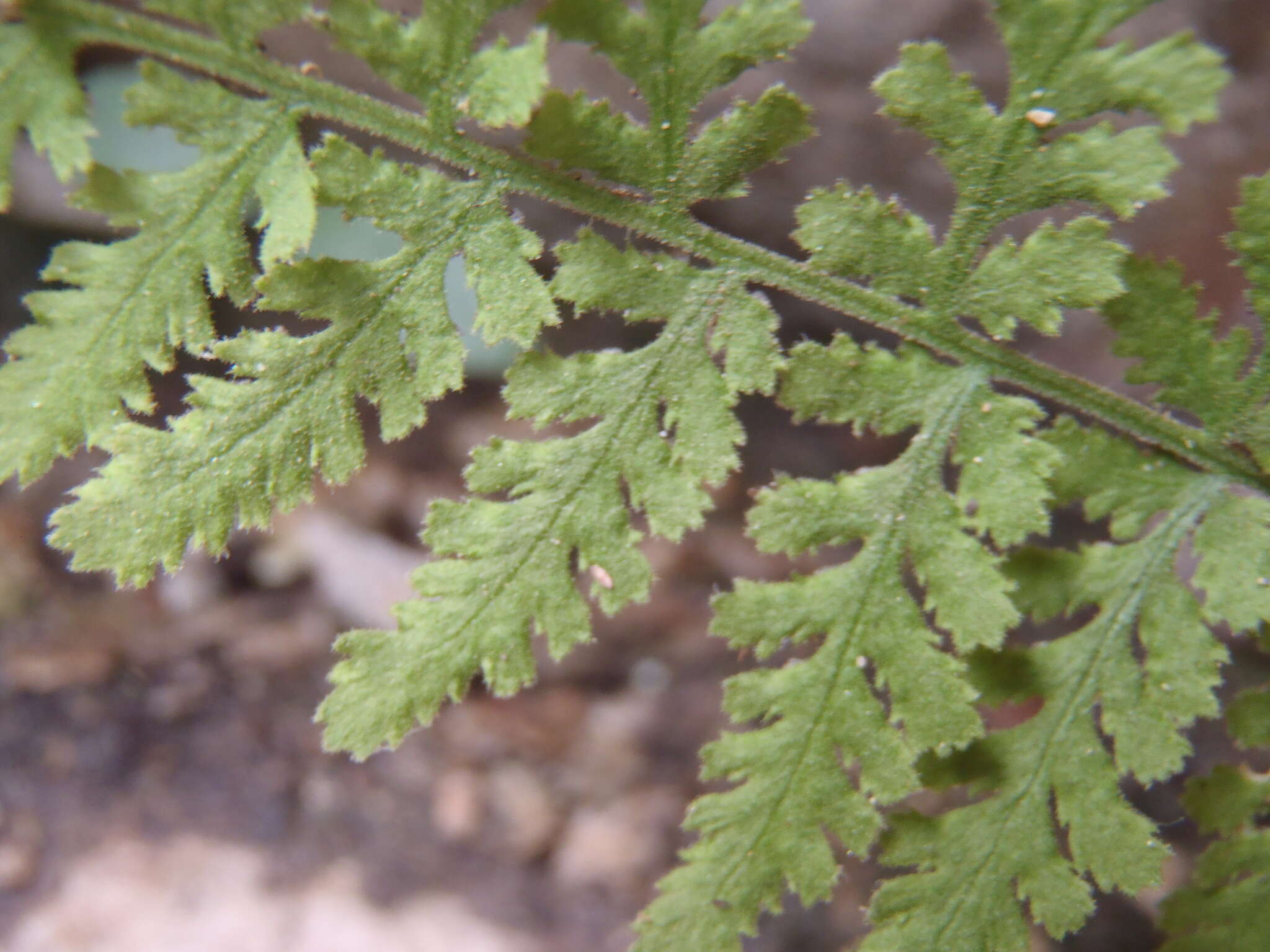 Image of Plummer's cliff fern