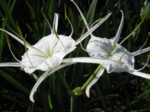 Image of Coastal Carolina Spiderlily