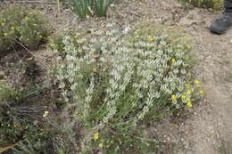 Image of Sideritis hirsuta L.