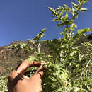 Image of Ambrosia carduacea (Greene) Payne