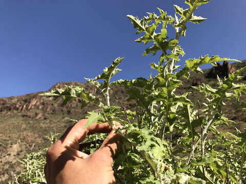 Image of Ambrosia carduacea (Greene) Payne