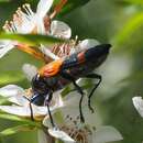 Sivun Castiarina pulchripes (Blackburn 1897) kuva