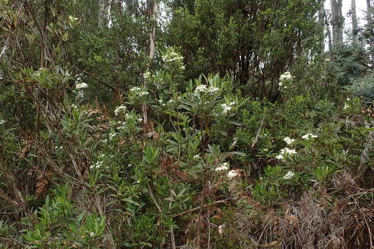 Olearia viscosa (Labill.) Benth. resmi