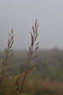 Image of frost grass