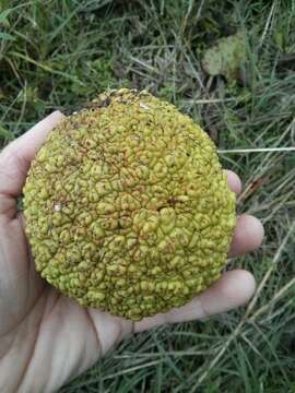 Image of Osage-orange