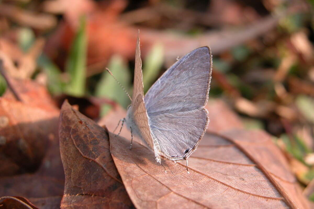 Imagem de Catochrysops