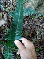 Image of Blechnum australe subsp. australe