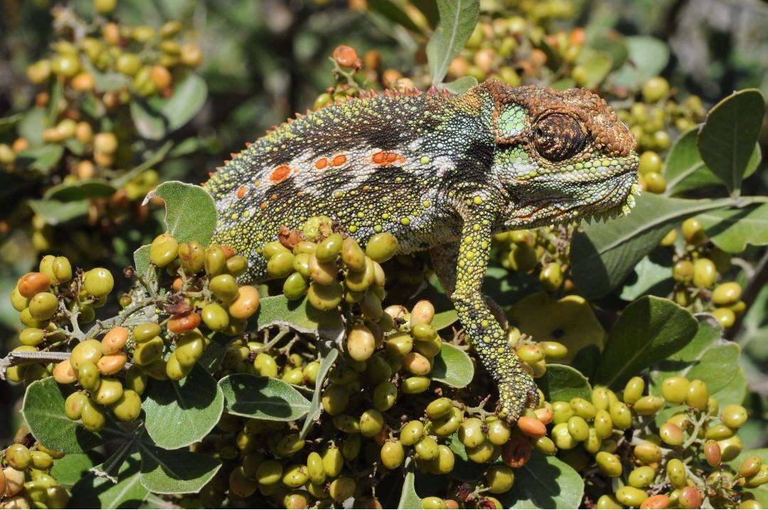 Image of Robertson Dwarf Chameleon