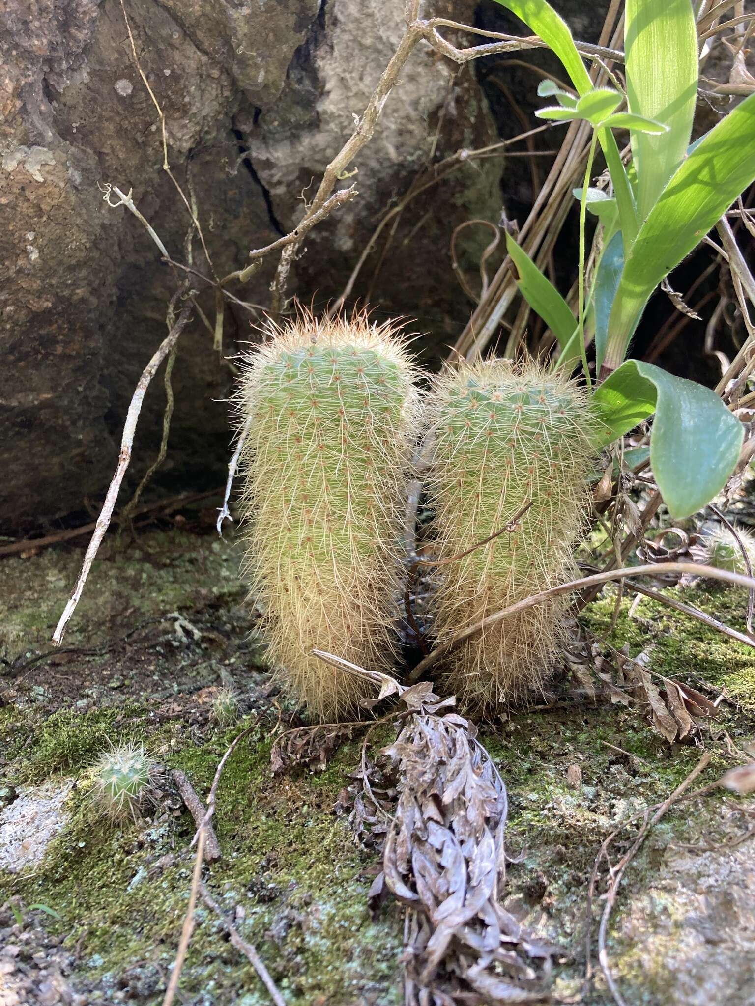 Image of Cactus