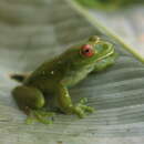 Image of Ibirapitanga Canebrake Tree Frog