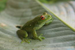 Image of Aplastodiscus ibirapitanga (Cruz, Pimenta & Silvano 2003)