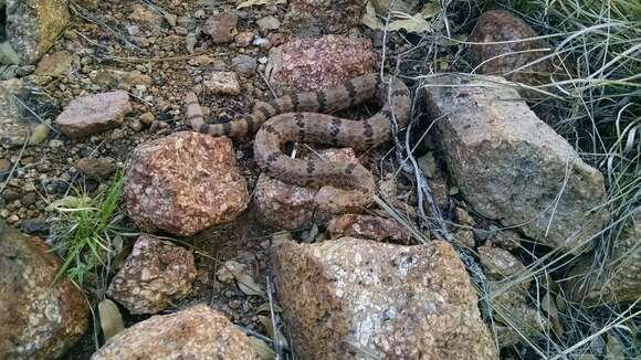 Crotalus lepidus lepidus (Kennicott 1861) resmi