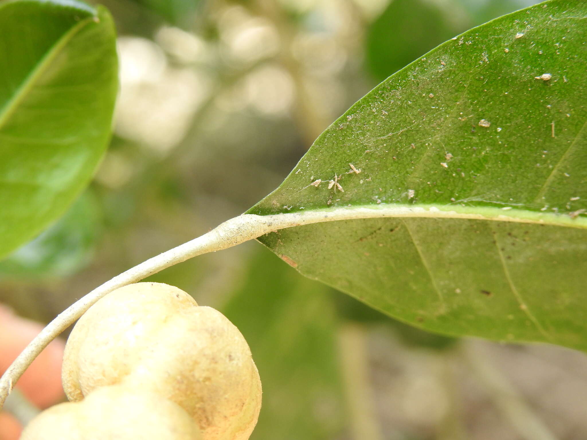 Image of Sarcomelicope simplicifolia (Endl.) T. G. Hartley