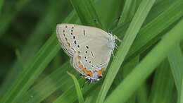 Image of Acadian Hairstreak