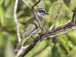 Image of Venezuelan Tyrannulet