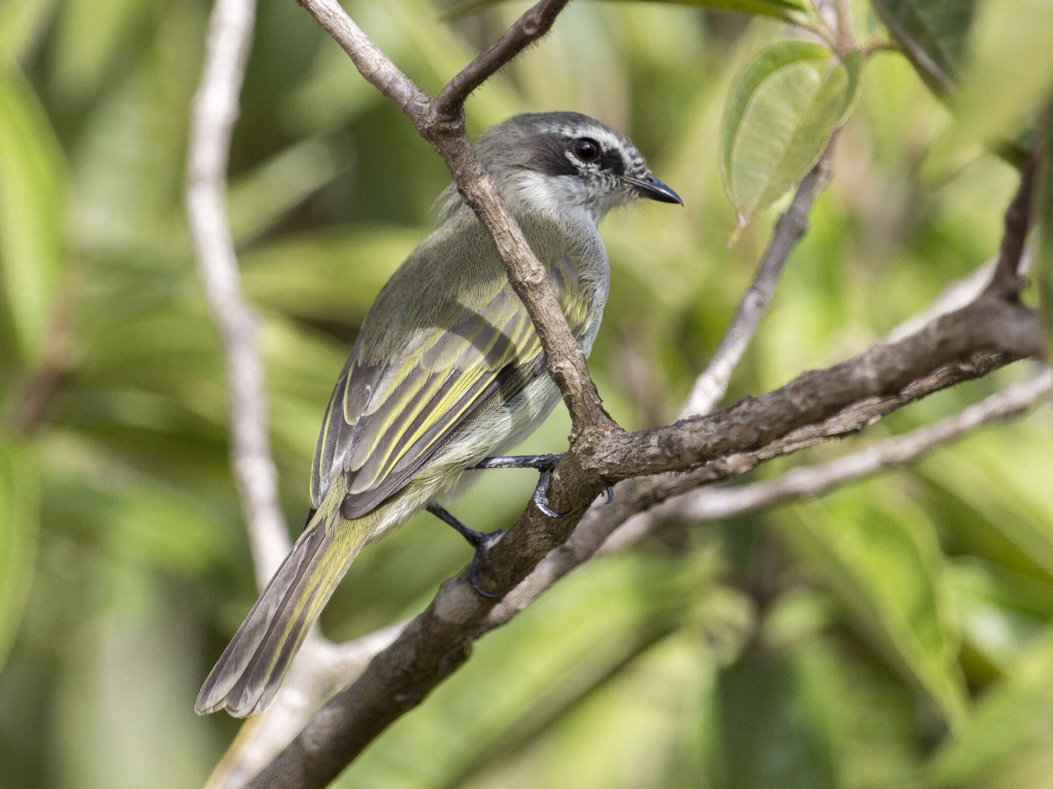 Image of Venezuelan Tyrannulet