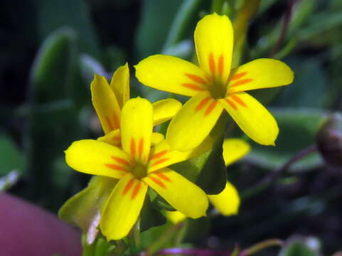 Image of Sebaea exacoides (L.) Schinz