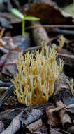 Image of Ramaria decurrens (Pers.) R. H. Petersen 1981