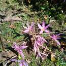 Слика од Colchicum multiflorum Brot.