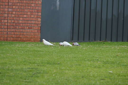 Image of Long-billed Corella