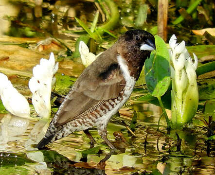 Image of Spermestes cucullata scutata Heuglin 1863