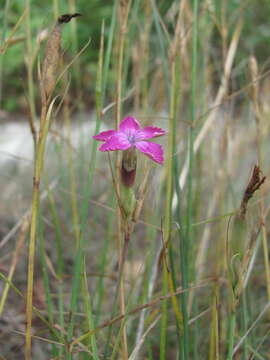 Image of Dianthus acantholimonoides Schischk.