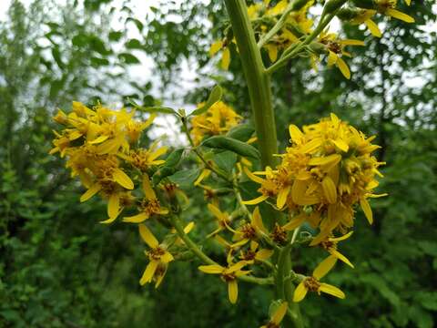 Plancia ëd Ligularia macrophylla (Ledeb.) DC.