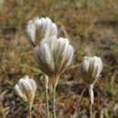 Image of Ptilotus erubescens Schltdl.