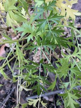 Слика од Cymopterus hallii (A. Gray) B. L. Turner