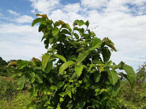 Image of ant tree