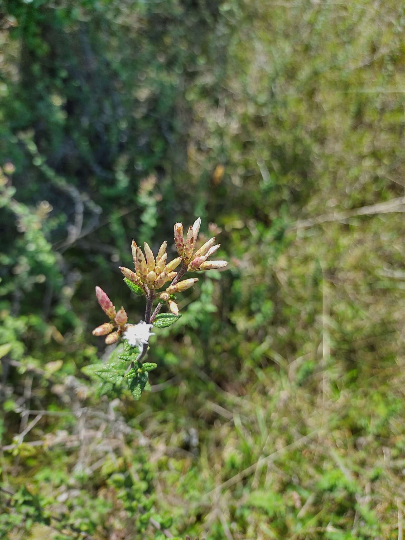 Image of Chromolaena bullata (Klatt) R. King & H. Rob.