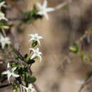 Image of Cyphanthera anthocercidea (F. Müll.) L. Haegi