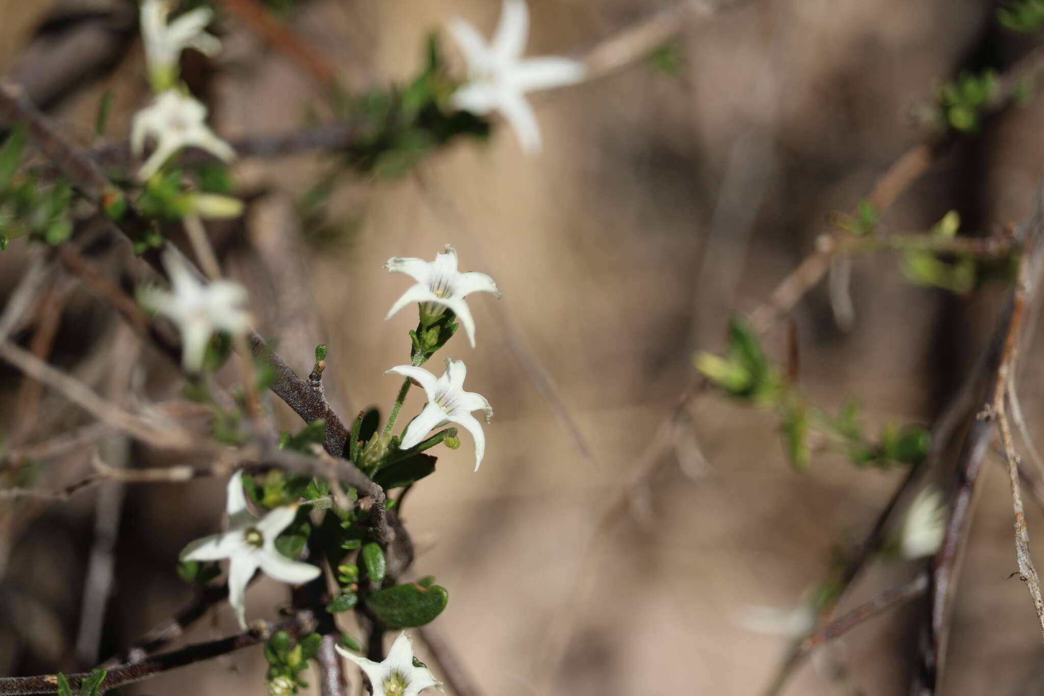 Plancia ëd Cyphanthera anthocercidea (F. Müll.) L. Haegi