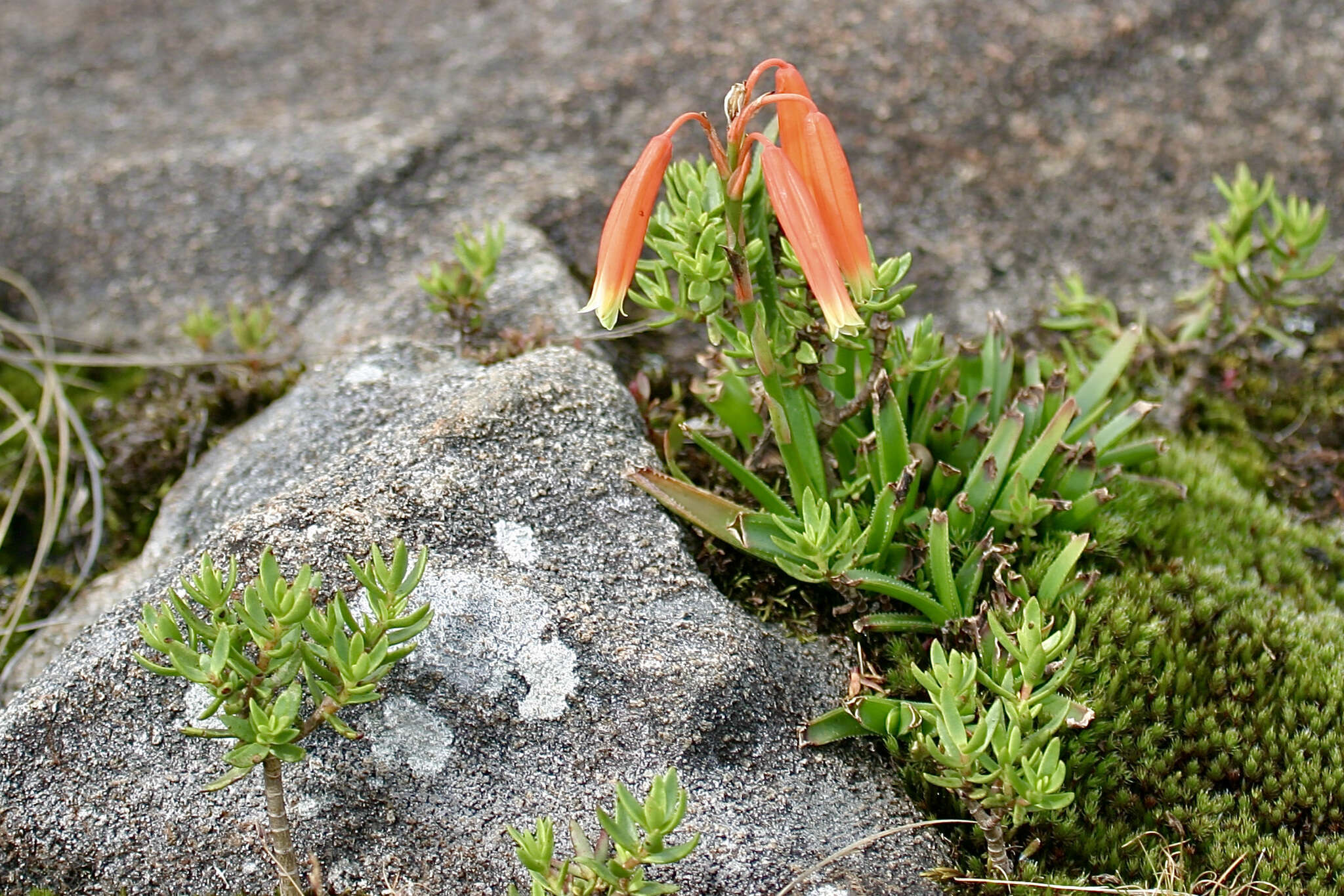 Sivun Aloe inyangensis Christian kuva