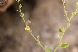 Image of Nanorrhinum acerbianum (Boiss.) Betsche