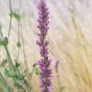 Image of Trans-Pecos giant hyssop