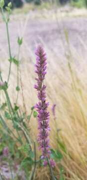 Image of Trans-Pecos giant hyssop