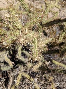 Image of buckhorn cholla