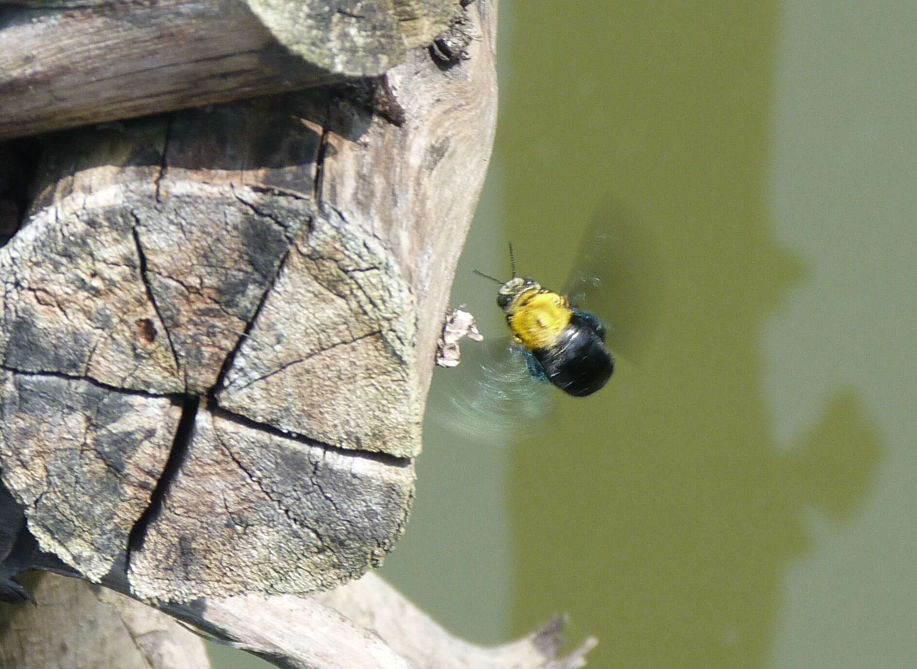 Image of Xylocopa minor Maidl 1912