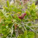 Plancia ëd Chenopodium candolleanum subsp. candolleanum