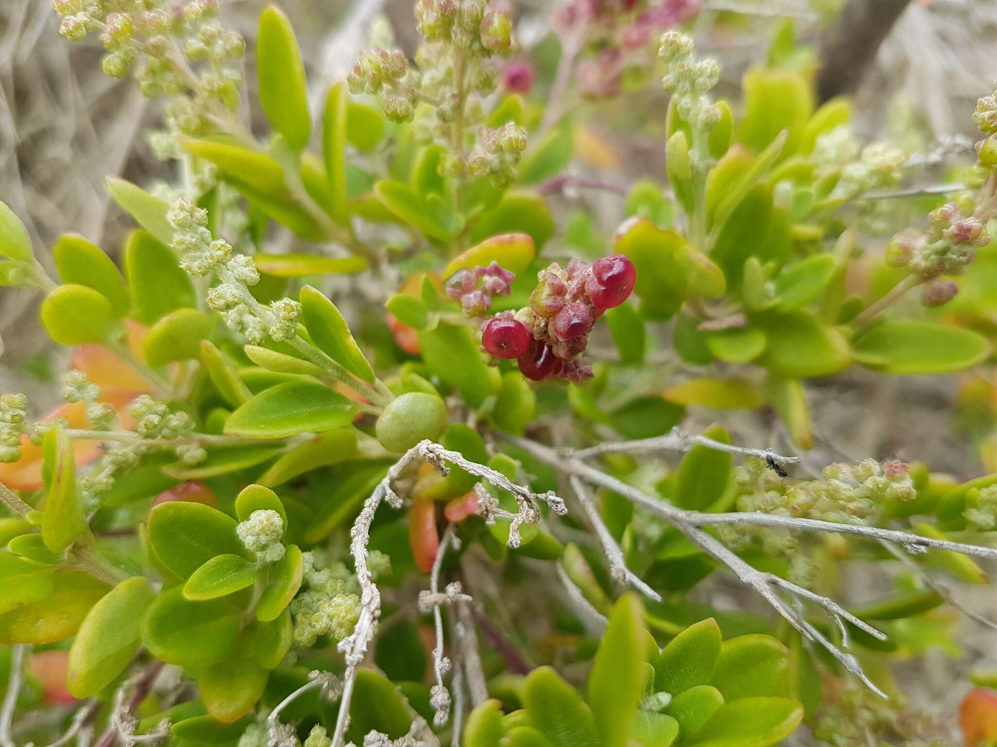 Chenopodium candolleanum subsp. candolleanum的圖片