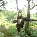 Sivun Alnus acuminata subsp. arguta (Schltdl.) Furlow kuva