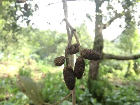 Imagem de Alnus acuminata subsp. arguta (Schltdl.) Furlow