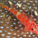 Image of Helen&#39;s Triplefin