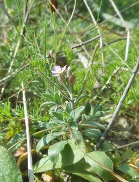 Image of Malcolmia ramosissima (Desf.) Thell.