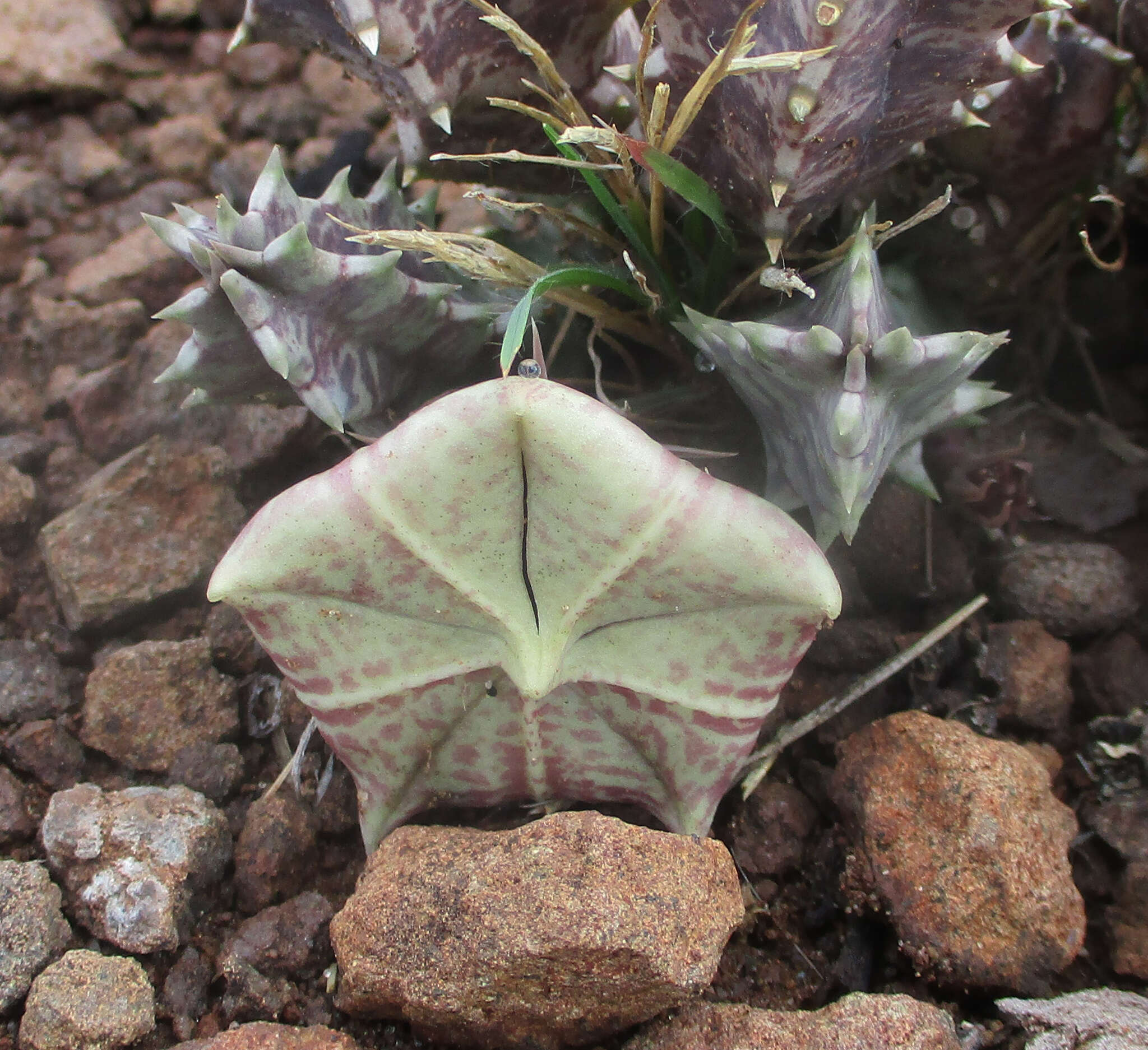 Image de Ceropegia zebrina (N. E. Br.) Bruyns