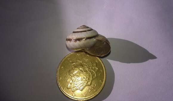 Image of Maritime gardensnail