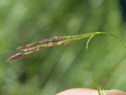 Image de Agrostis commun