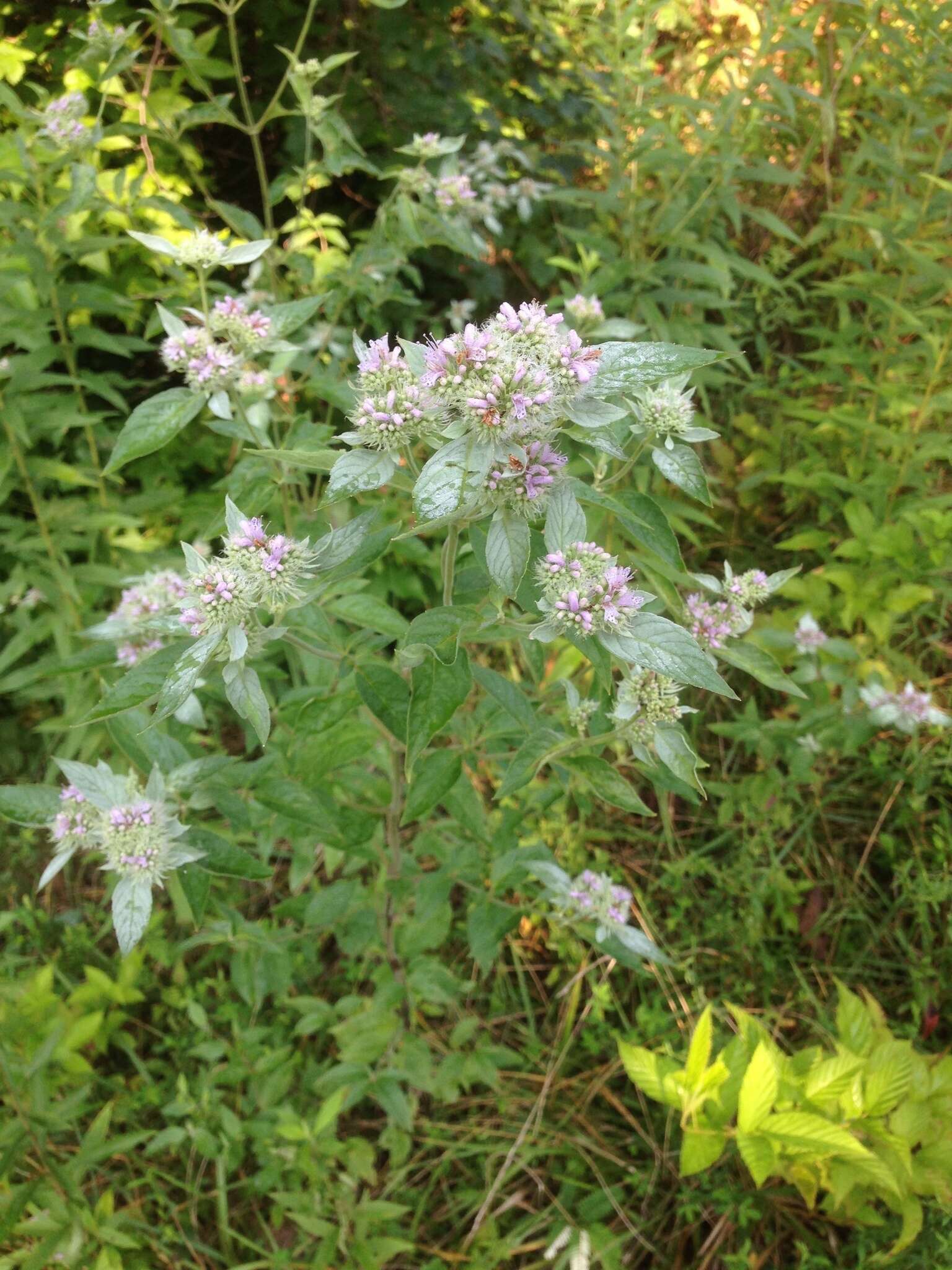 Image of hoary mountainmint